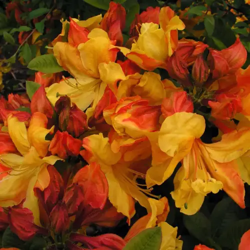 Hohe Azalee, orangerot