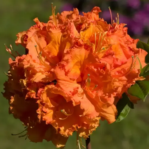 Hohe Azalee, dunkelorange