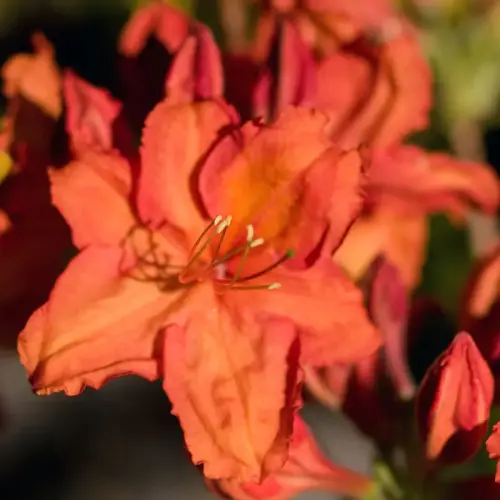 Hohe Azalee, rot-orange