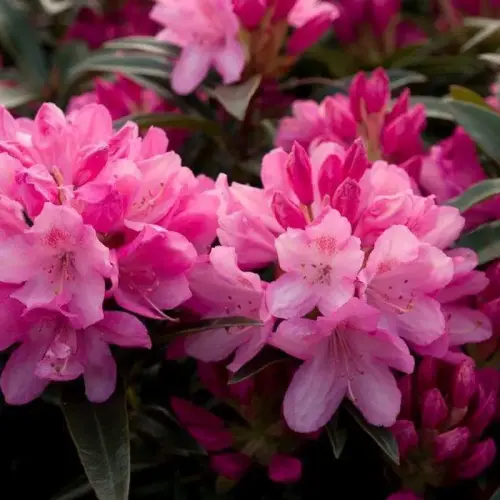 Schmalblättrige Alpenrose