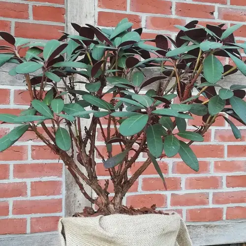 Alpenrose, grün-rot-laubig