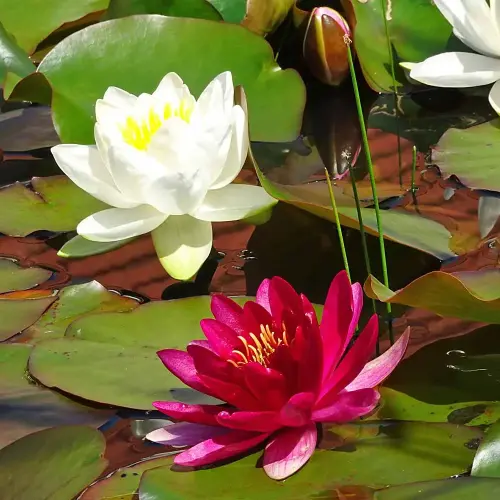 Seerosen-Sortiment 2