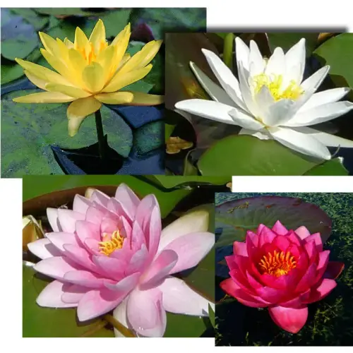 Artikelbild des Artikels “Seerosen-Sortiment 4 “