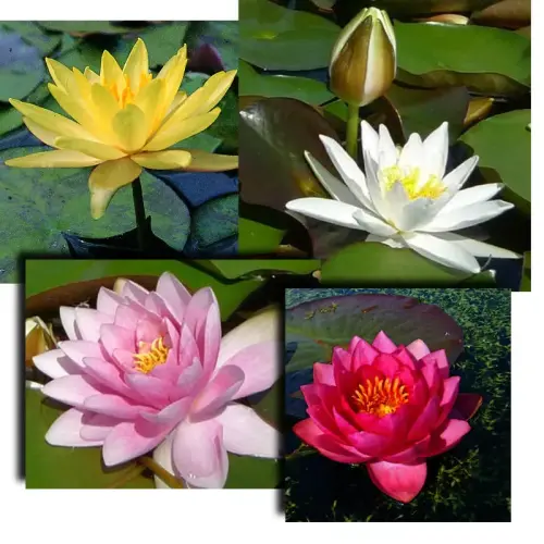 Seerosen-Sortiment 5