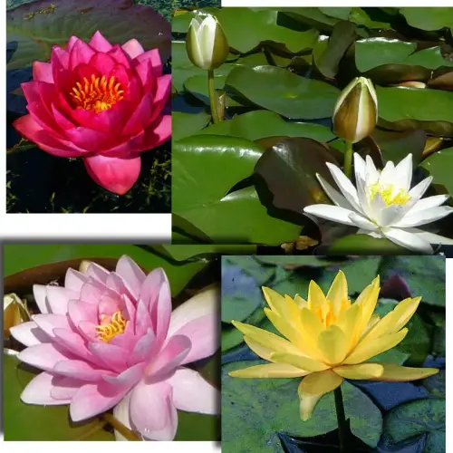 Artikelbild des Artikels “Seerosen-Sortiment 6 “