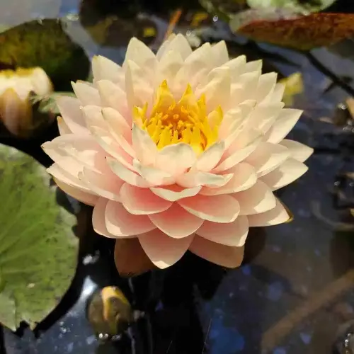 Seerose Blushing Bride