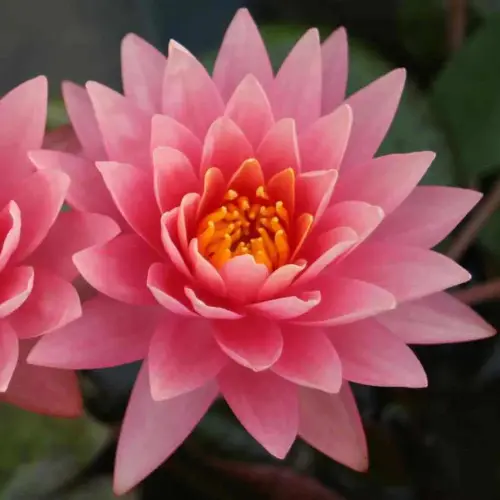 Seerose Orange Sunset