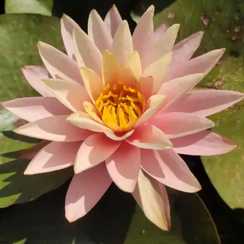 Seerose Pink Grapefruit