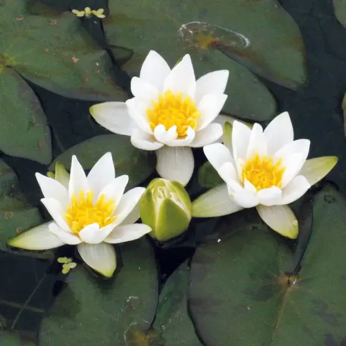 Seerose Pygmaea Alba