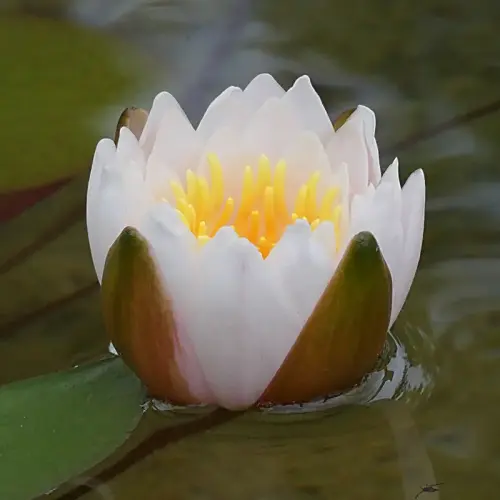 Seerose Walter Pagels