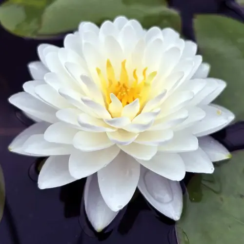 Seerose Bangkok Snow