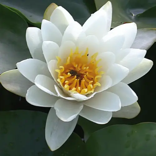 Seerose Gladstoniana