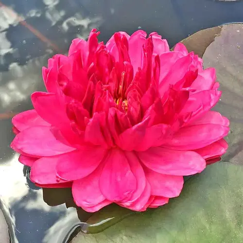Seerose Fuchsia Pom Pom