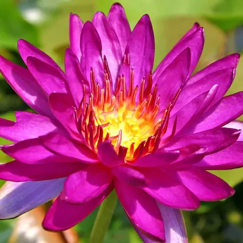 Seerose Purple Fantasy®