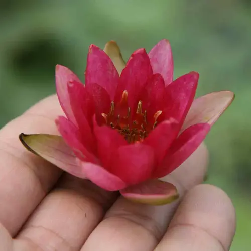 Seerose Joanne Pring