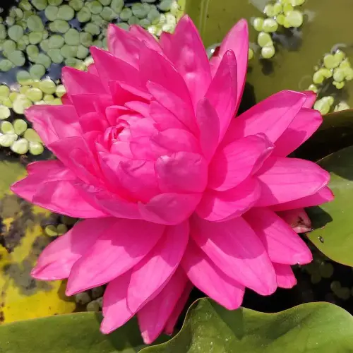 Seerose Pigeon Blood