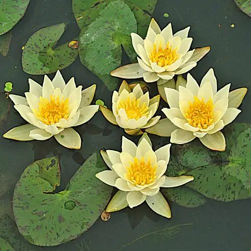 Seerose Pygmaea Helvola