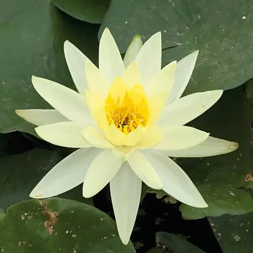 Seerose odorata Sulphurea