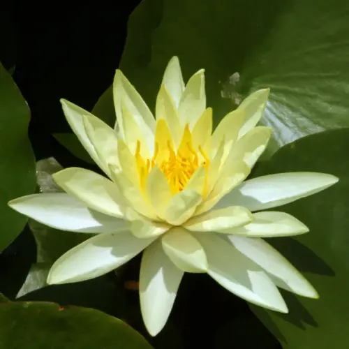 Seerose Yellow Sensation