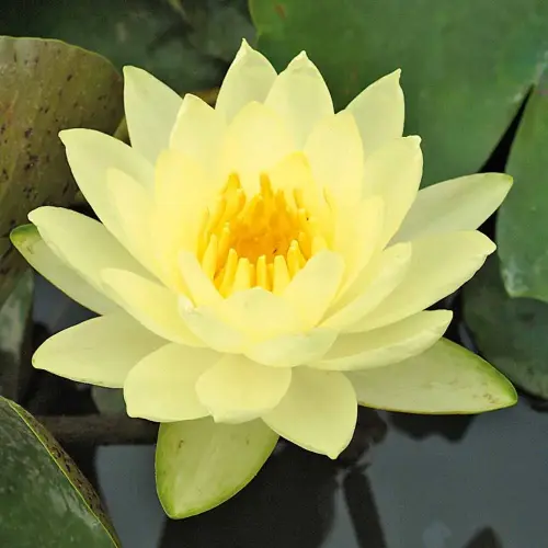 Seerose Joey Tomocik