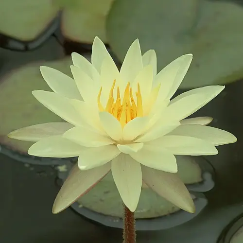 Seerose Charlene Strawn