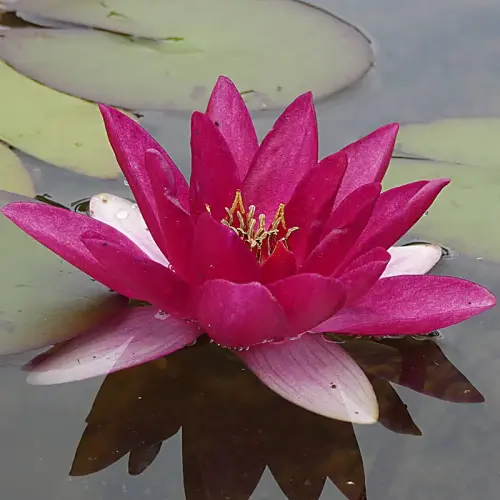 Seerose Laydekeri Fulgens