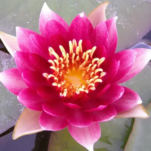 Seerose Der Nachtblüher