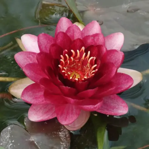 Seerose Almost Black