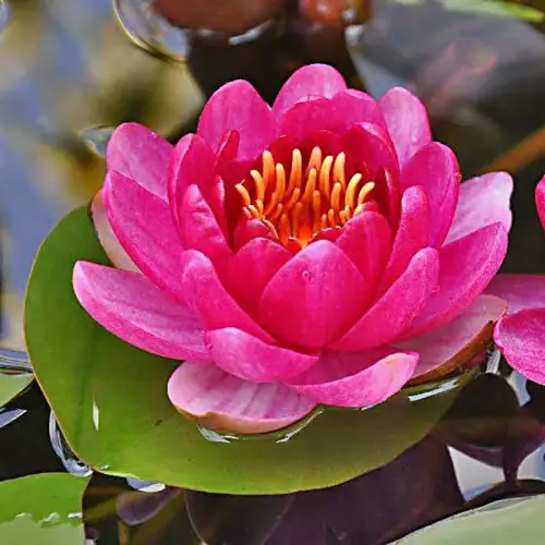 Seerose Perry's Baby Red