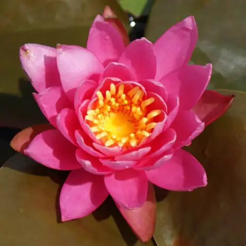 Seerose Princess Elisabeth