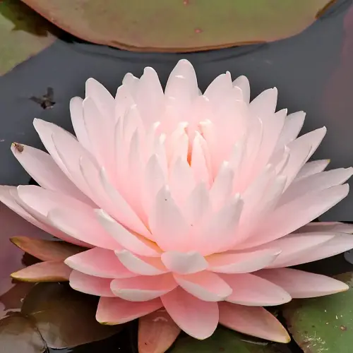 Seerose Gloire de Temple-sur-Lot
