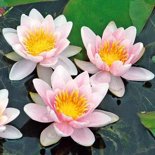 Seerose Mary Patricia