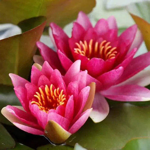 Seerose Charles de Meurville