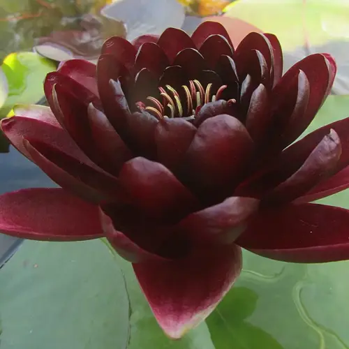 Seerose Black Princess