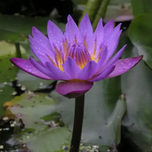 Tropische Seerose August Koch