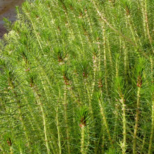 Australisches Tausendblatt