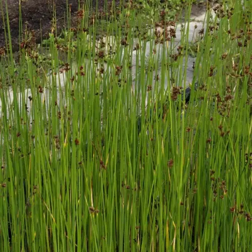 Riesensimse, Teichsimse, Flechtsimse