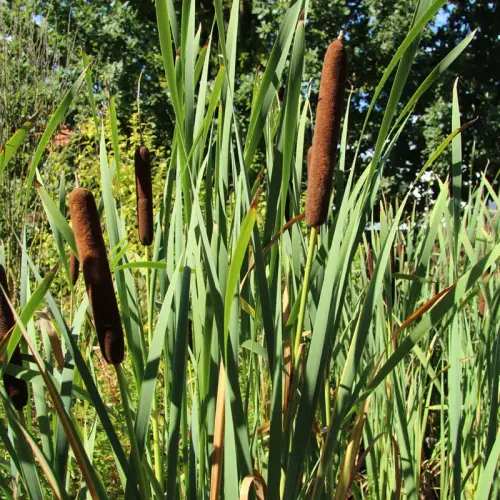 Breitblättriger Rohrkolben