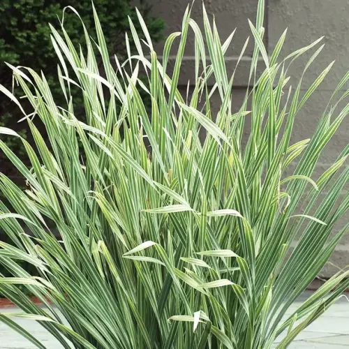 Buntgestreifter Rohrkolben