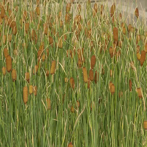 Zierlicher Rohrkolben