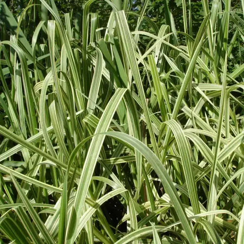 Wasserschwaden, bunt