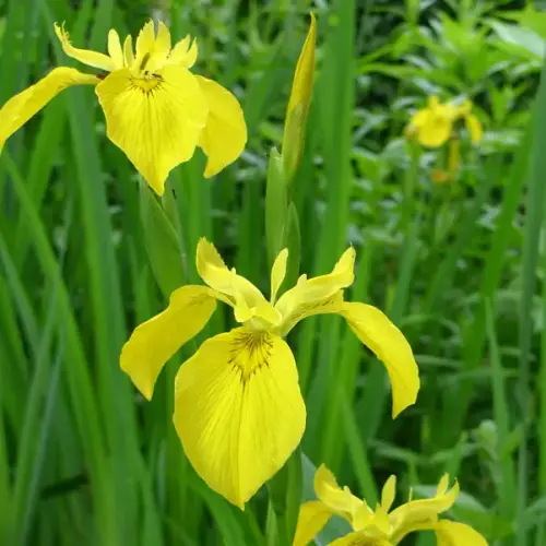 Wasser-Schwertlilie, gelb