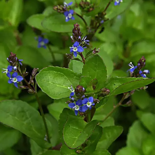 Bach-Ehrenpreis (Bachbunge)