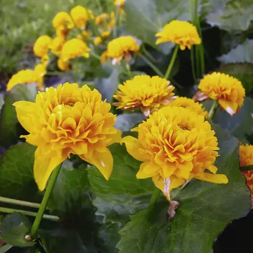 Sumpfdotterblume, gefüllt