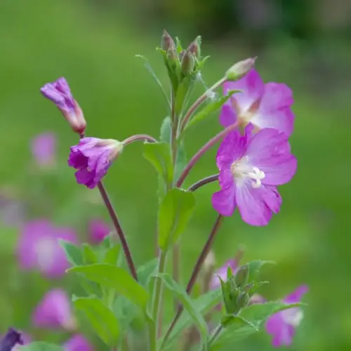 Zottiges Weidenröschen
