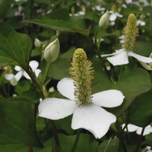 Houttuynie, grünblättrig, ungefüllt