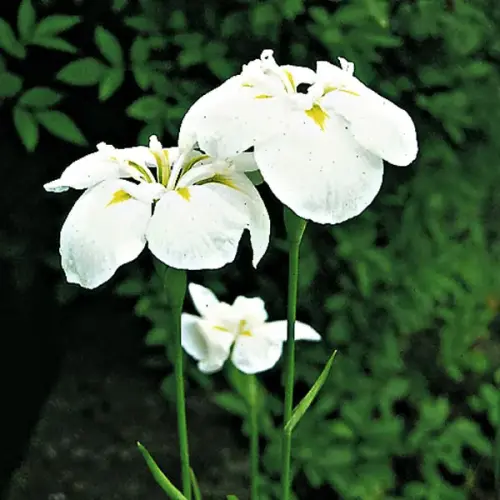 Asiatische Iris, weiß