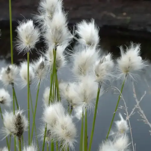 Scheidenblättriges Wollgras