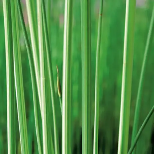 Gestreifte Teichsimse