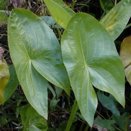 Pfeilblatt, gefüllt